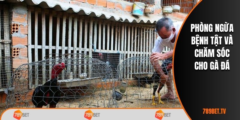 Phòng ngừa bệnh tật và chăm sóc cho gà đá
