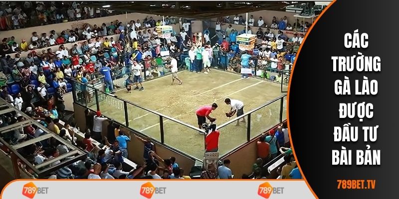 Các trường gà Lào được đầu tư bài bản
