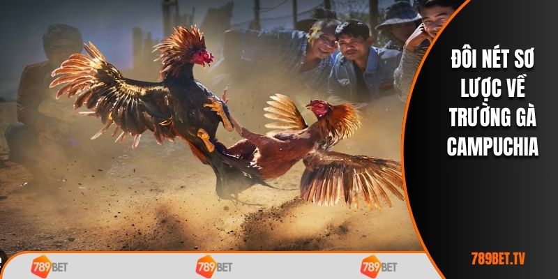 Sơ lược thông tin về trường gà Campuchia
